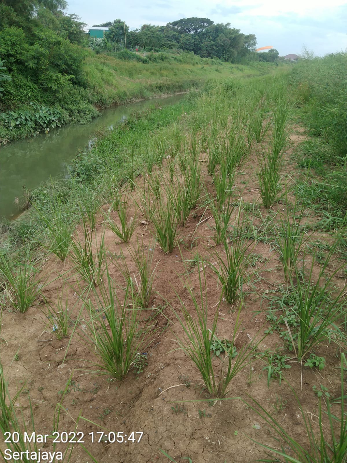 Penanaman Rumput Vertiver sisi Sungai Cipegadungan